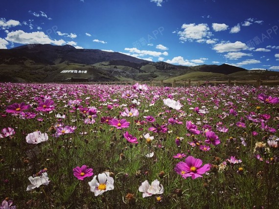 玉面小飞龙_2015
