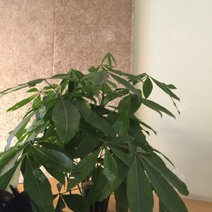【激光脱毛】【美国月光真空脱毛(唇/腋)】真空冷凝技术# 治疗无痛(年