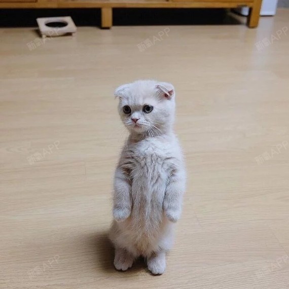 上海玻尿酸垫下巴好不好_效果图_琳琳琳丶玻尿酸垫下巴术后第16天