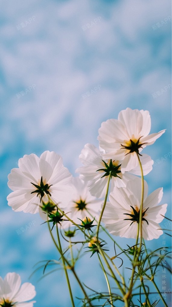 和朋友一起去的菲丝澜,她做鼻部多项,我做假体胸和乳头_圈子-新氧美容