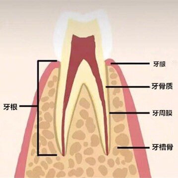 牙周不健康导致牙齿脱落的过程?