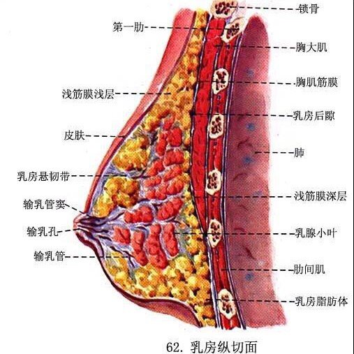 想要做隆胸的妈妈们最关心的问题:做了隆胸后哺乳有