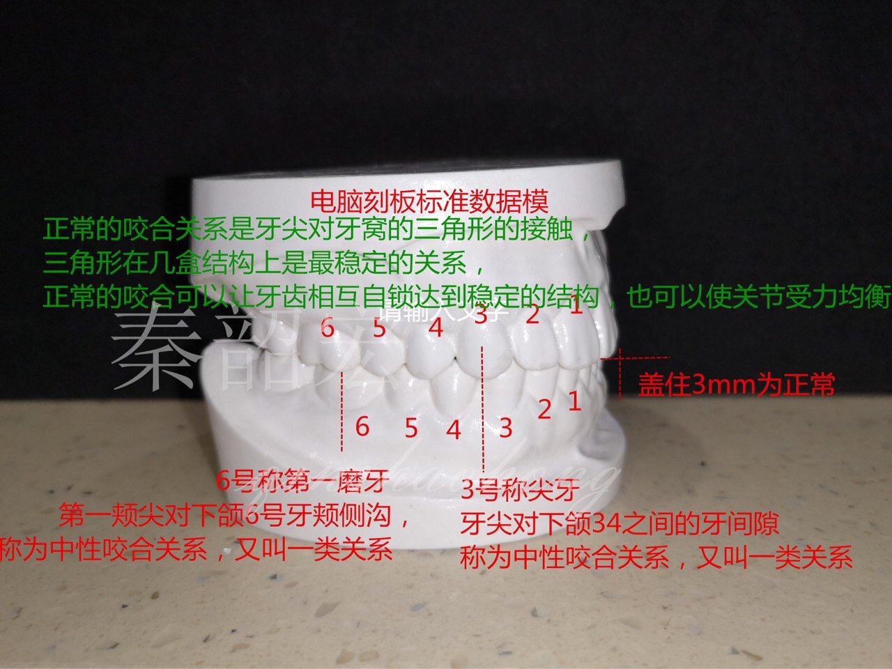 正常的咬合是什么?图1-2是电脑刻板的标准模型.咬_圈子-新氧美容整形