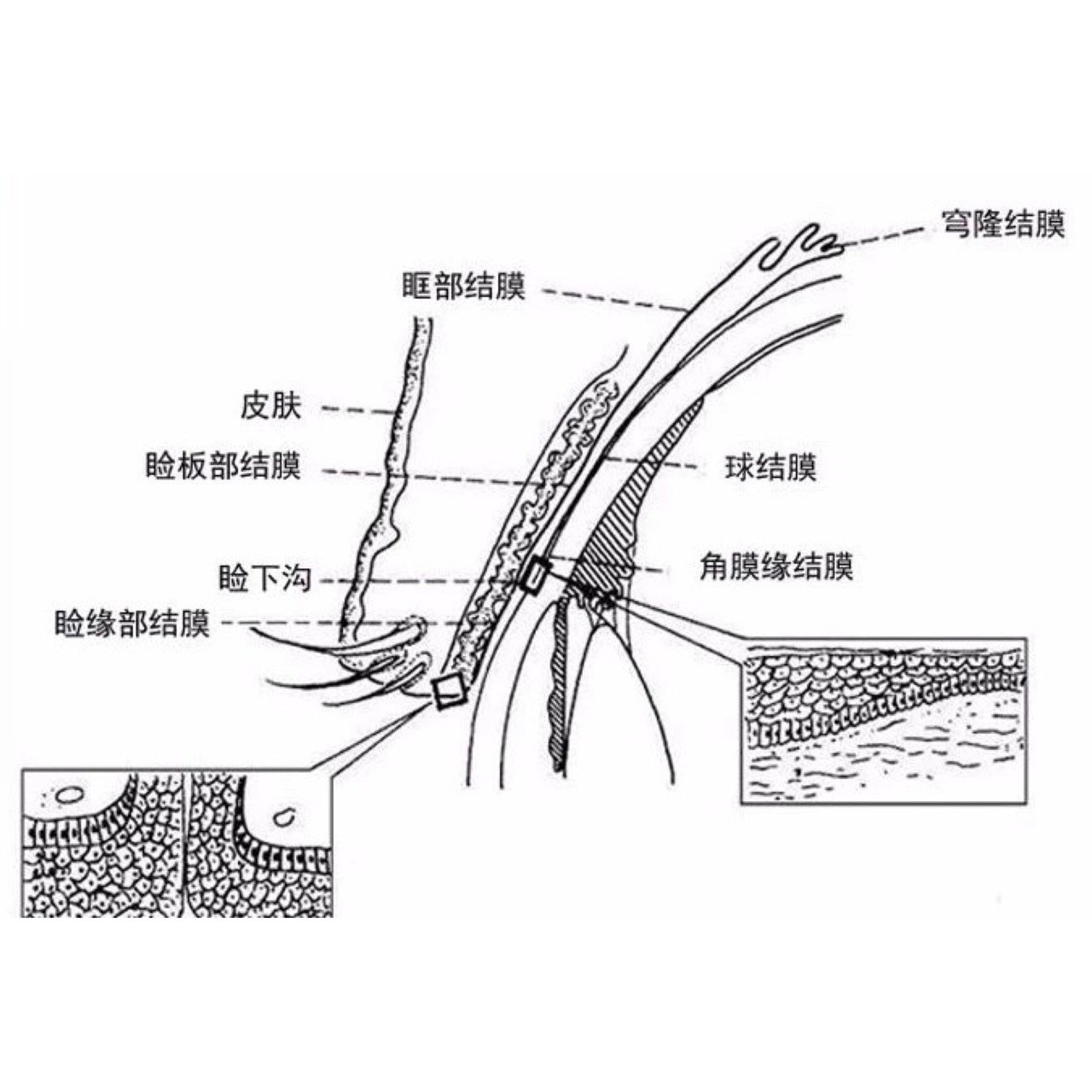 眼下睑穹窿部部位图片