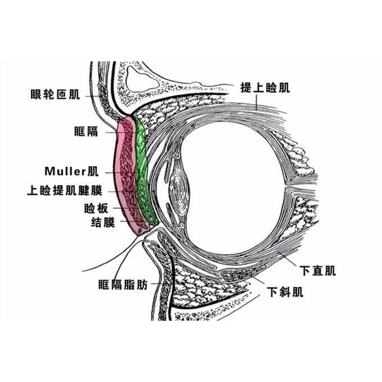 眼部专题|整形医生必须了解的眼结膜认知 💋结膜为_圈子-新氧美容整形