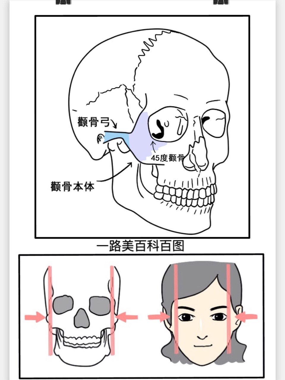 脸部颧骨在哪里图片图片