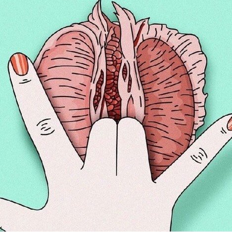 阴唇结构究竟是什么样的?