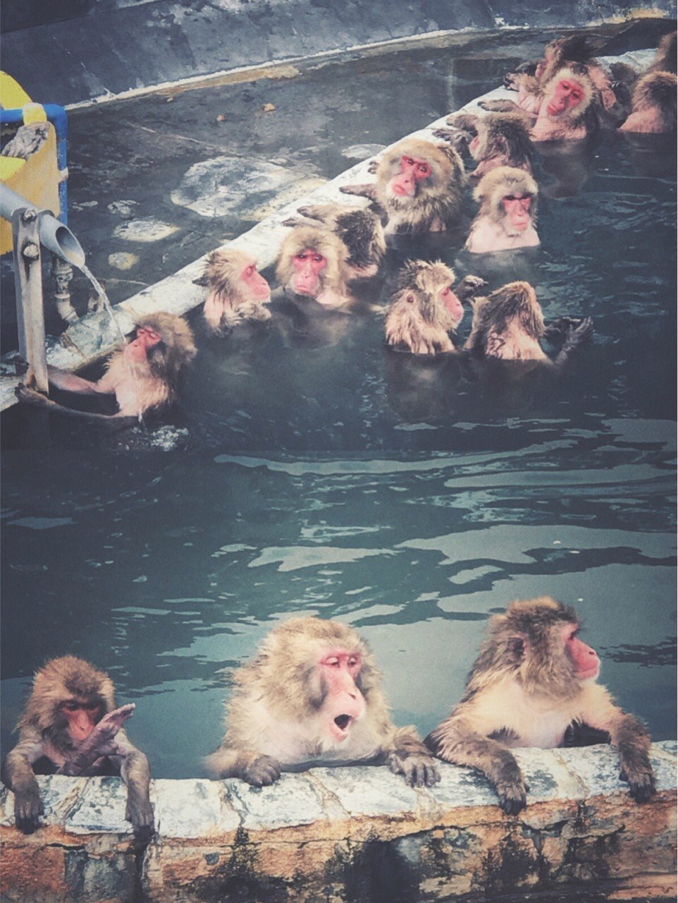 74登别75一定要来看猴子泡温泉简直比人还要享受01