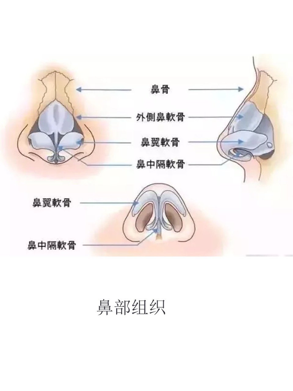 91做完鼻子以后你还想做猪鼻子?