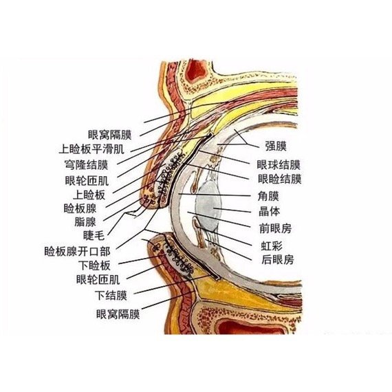 结膜为一层薄而透明的粘膜组织,覆盖在眼睑后面和眼球前面,分睑结膜