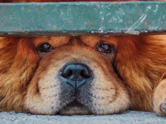 电脑桌面上的狗狗那无辜的眼神看着我