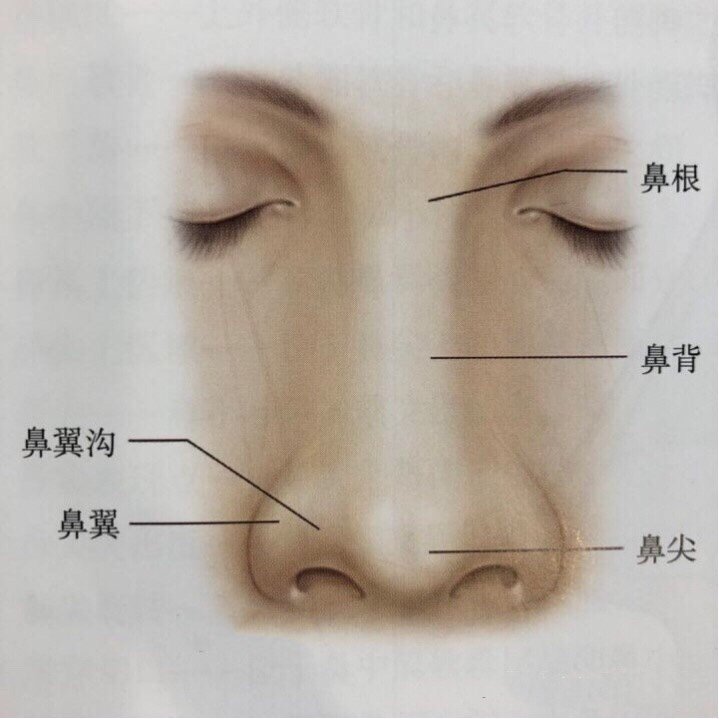 鼻翼位置图片