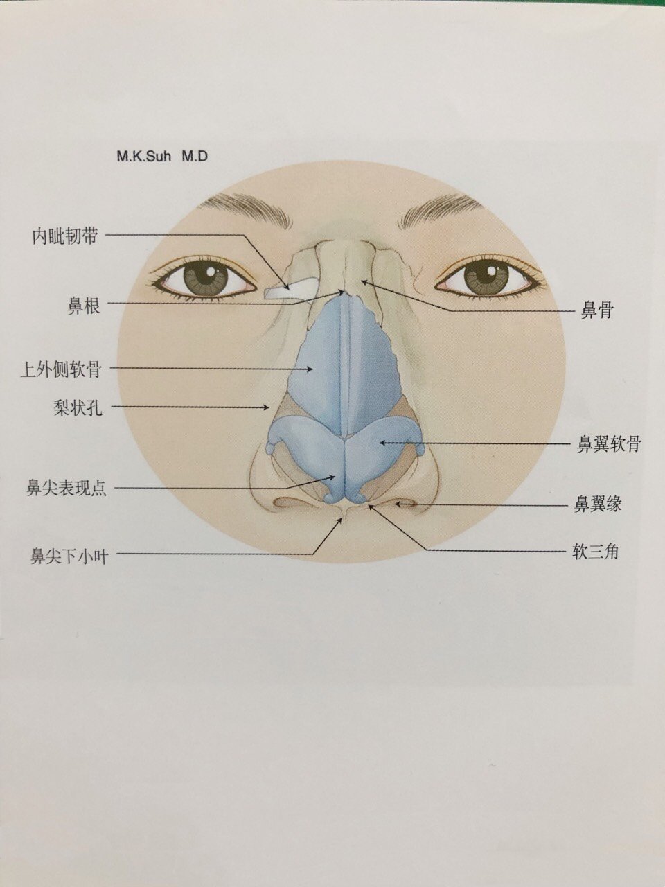鼻子位置名称图解图片