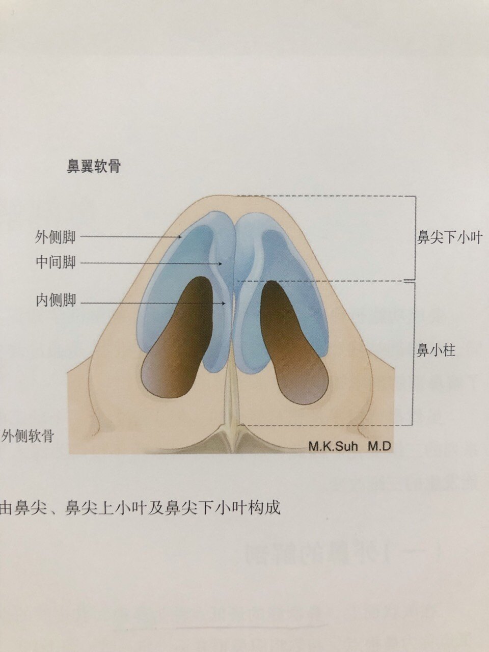 鼻尖下小叶图片图片