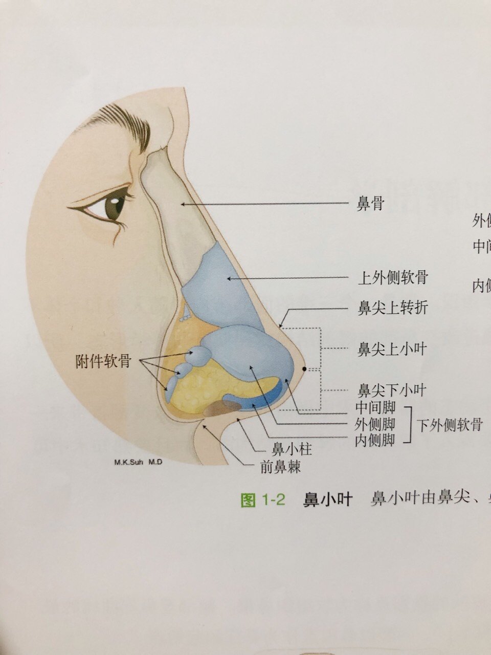 鼻钩突位置图片