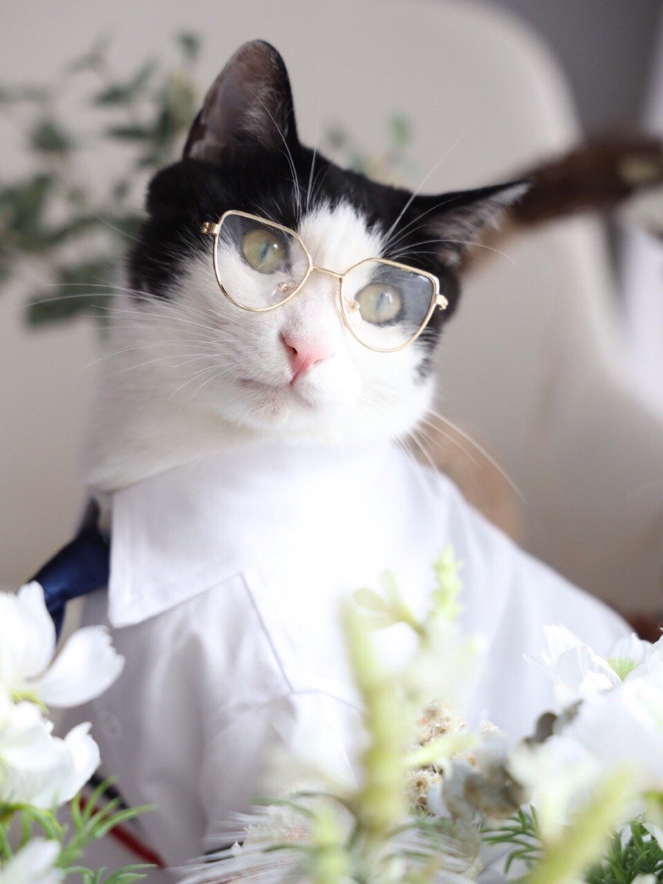 金丝眼镜怎么能这么好看啊啊啊氧气福利社