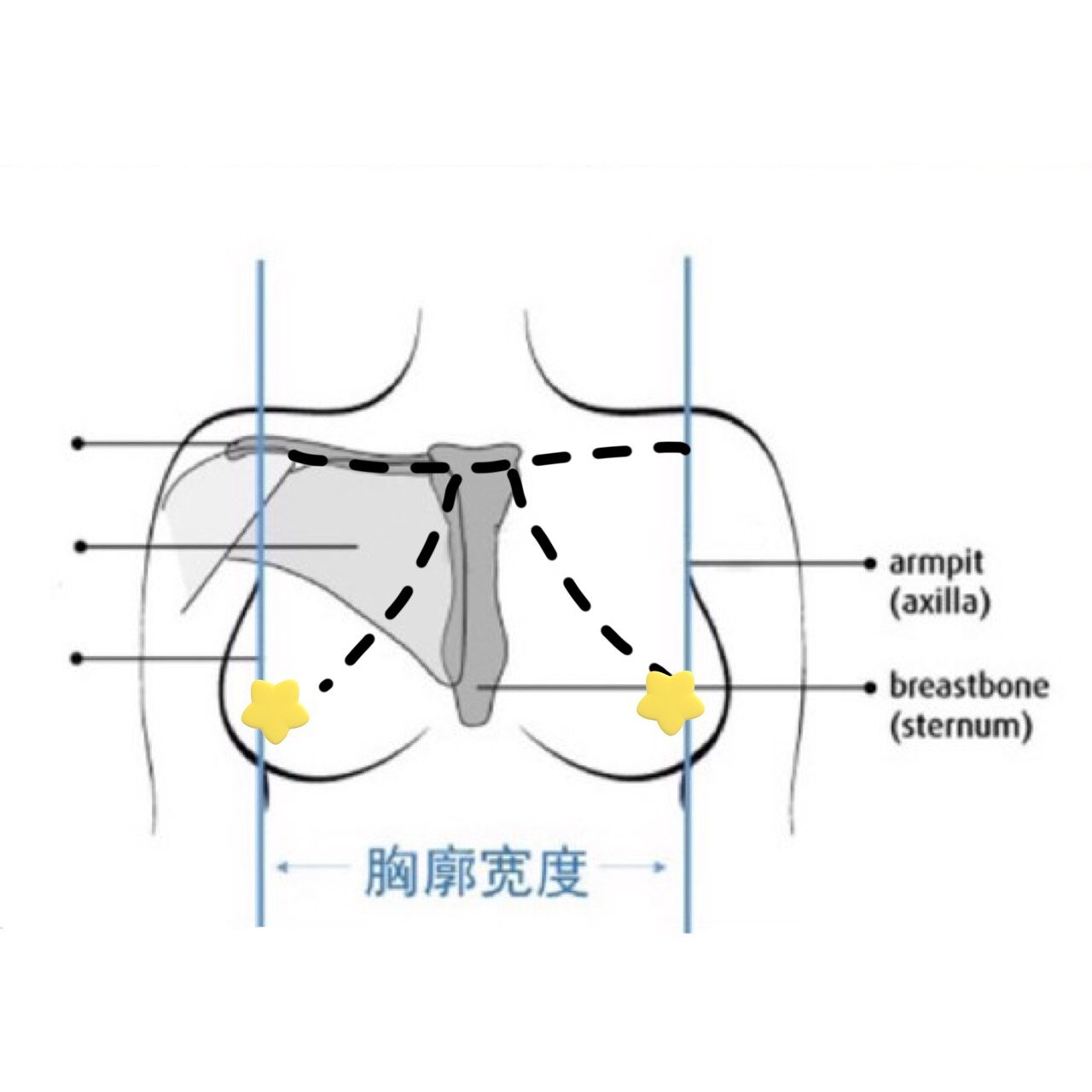 乳房正常 胸廓图片