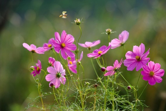 春田花花 春天的花朵最迷人