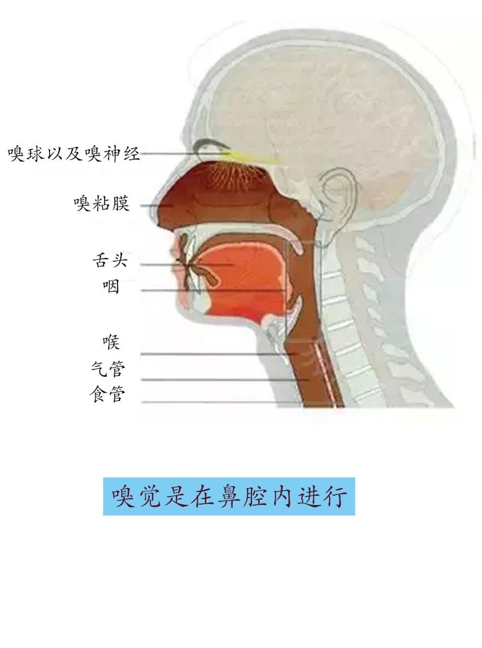 做完鼻子以后竟闻不到味道?