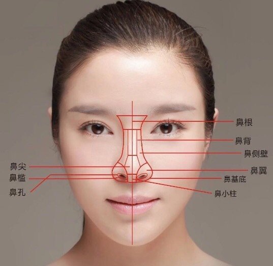 鼻子各部位名称图解图片