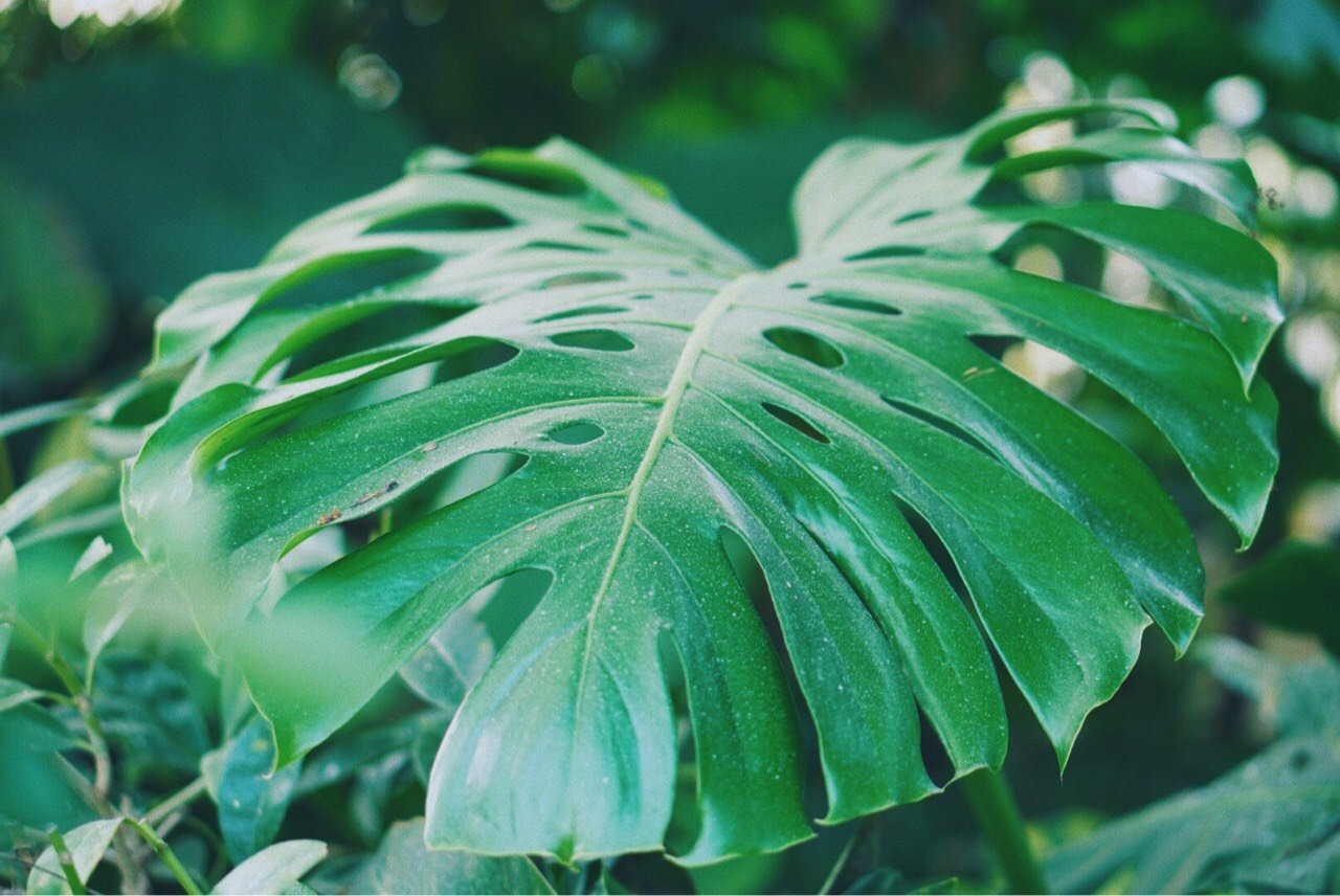 绿油油的龟背叶,看起来就很清凉