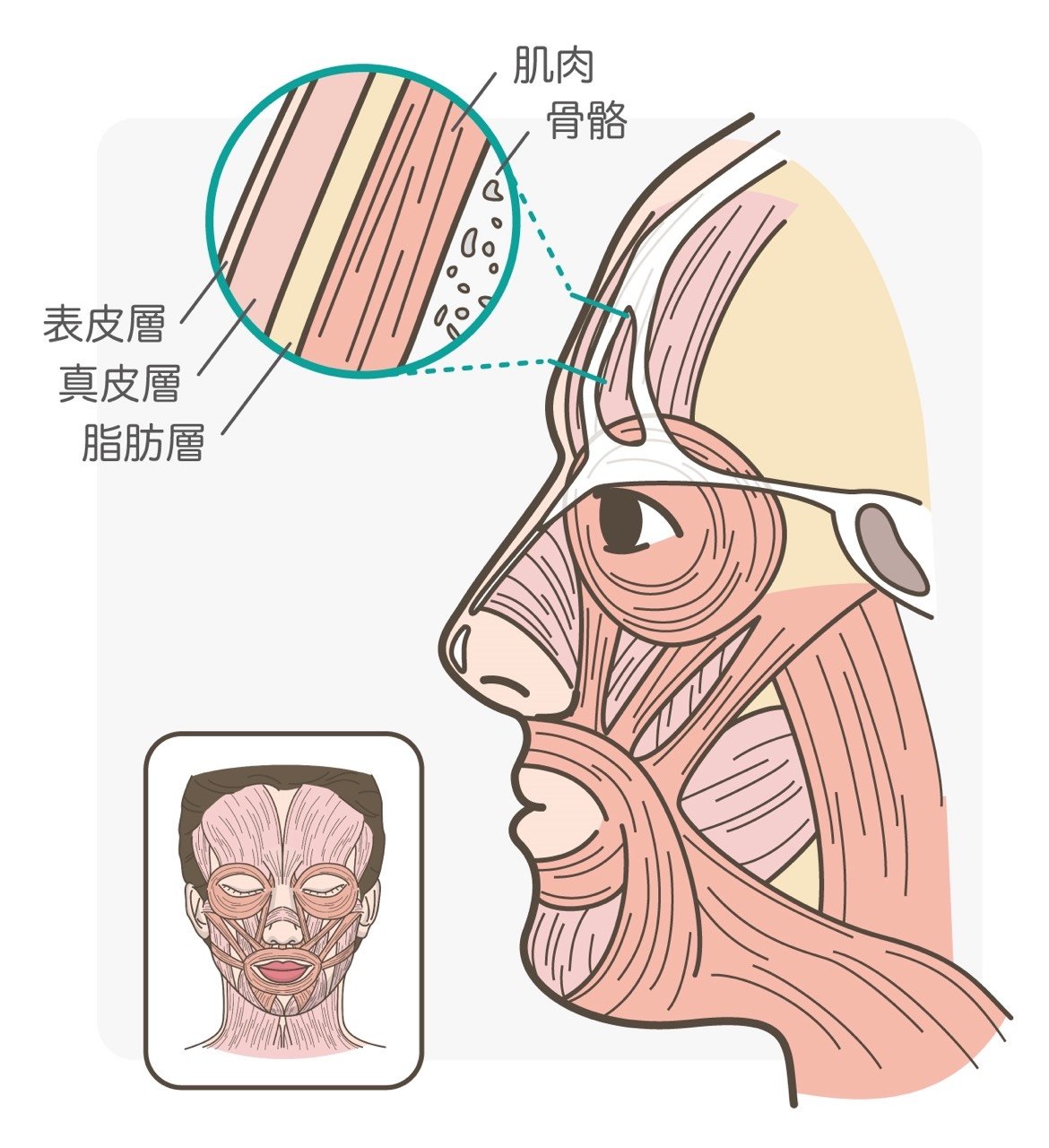 从额头皮肤肌肉骨骼的解剖来理解动态纹和静态纹