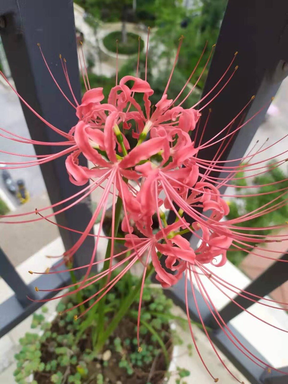 我的小阳台不仅有肉还有花鸭90