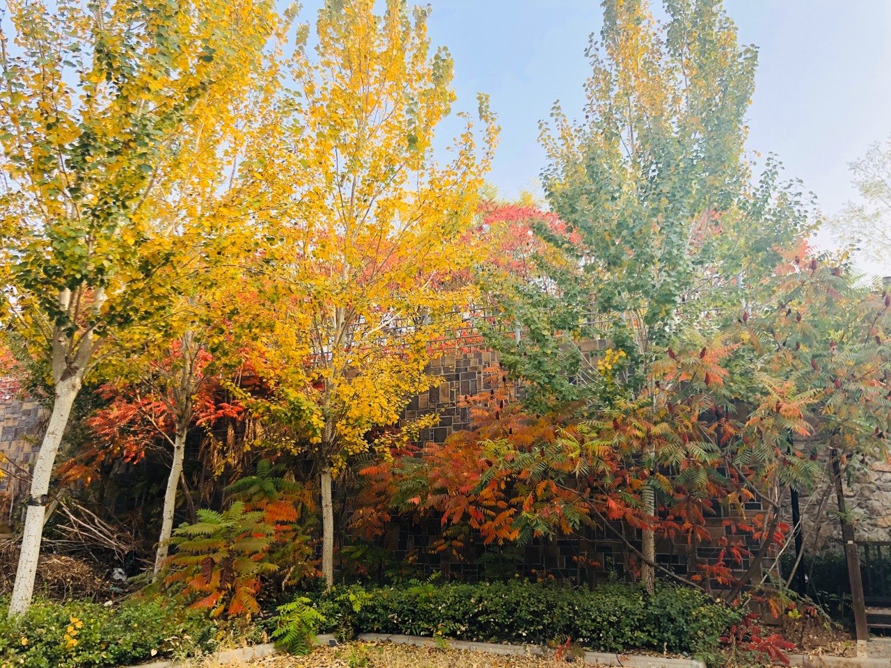 小区的树木都变了颜色