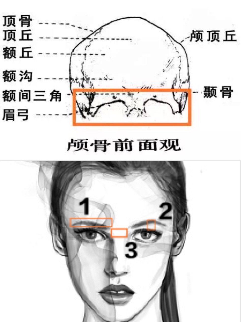 眉弓的位置图图片