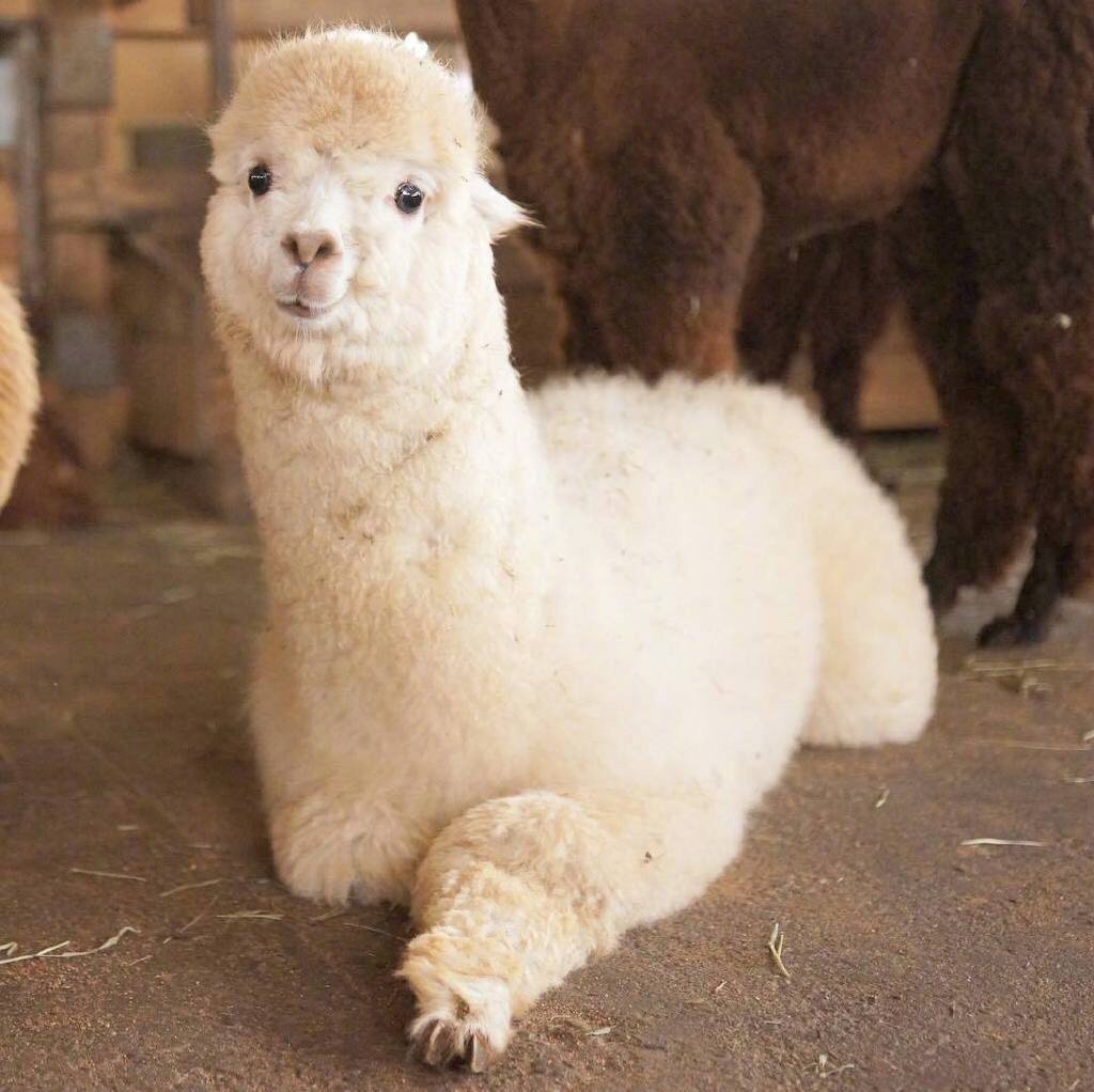 可爱的羊驼宝宝07 不要长大鸭9015 实在是太可爱了97_圈子