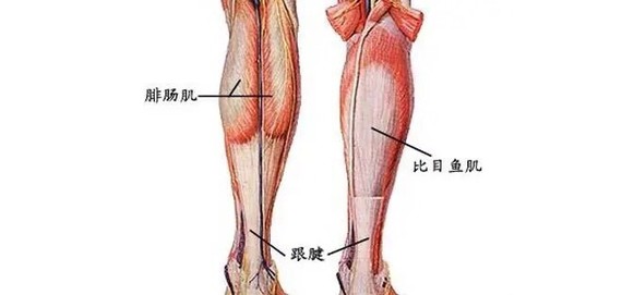 【小腿肌肉训练的注意事项】