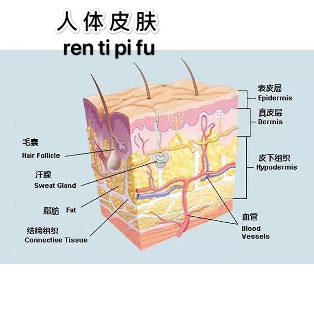 人体防线