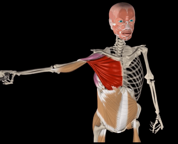 一根弹力带,5个动作,让你在家练充分锻炼到你胸大肌