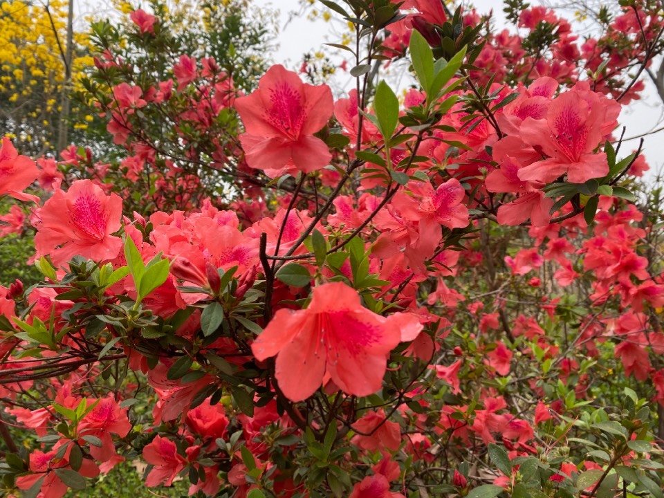 山河無恙,春暖花開 映山紅又名杜鵑花,五顏六色的