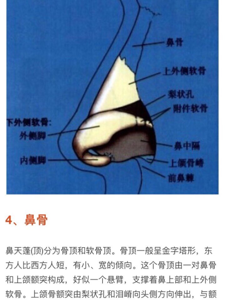 由此可见一张符合美学标准的脸离不开好看的鼻子.