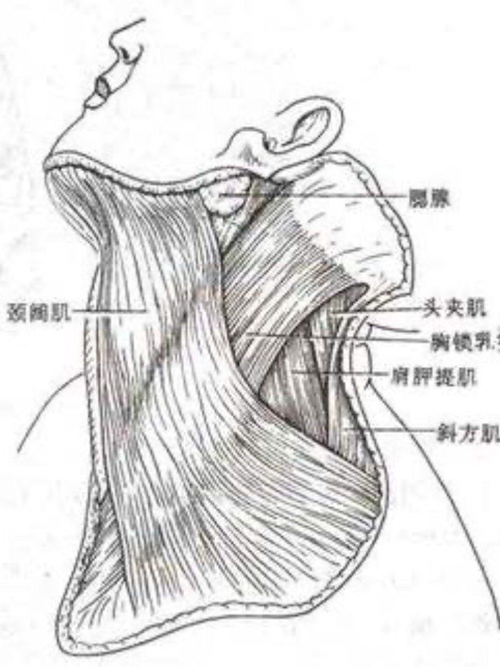 颈阔肌位于颈部浅筋膜中,为一皮肌,薄而宽阔,起自胸大肌和三角肌表面