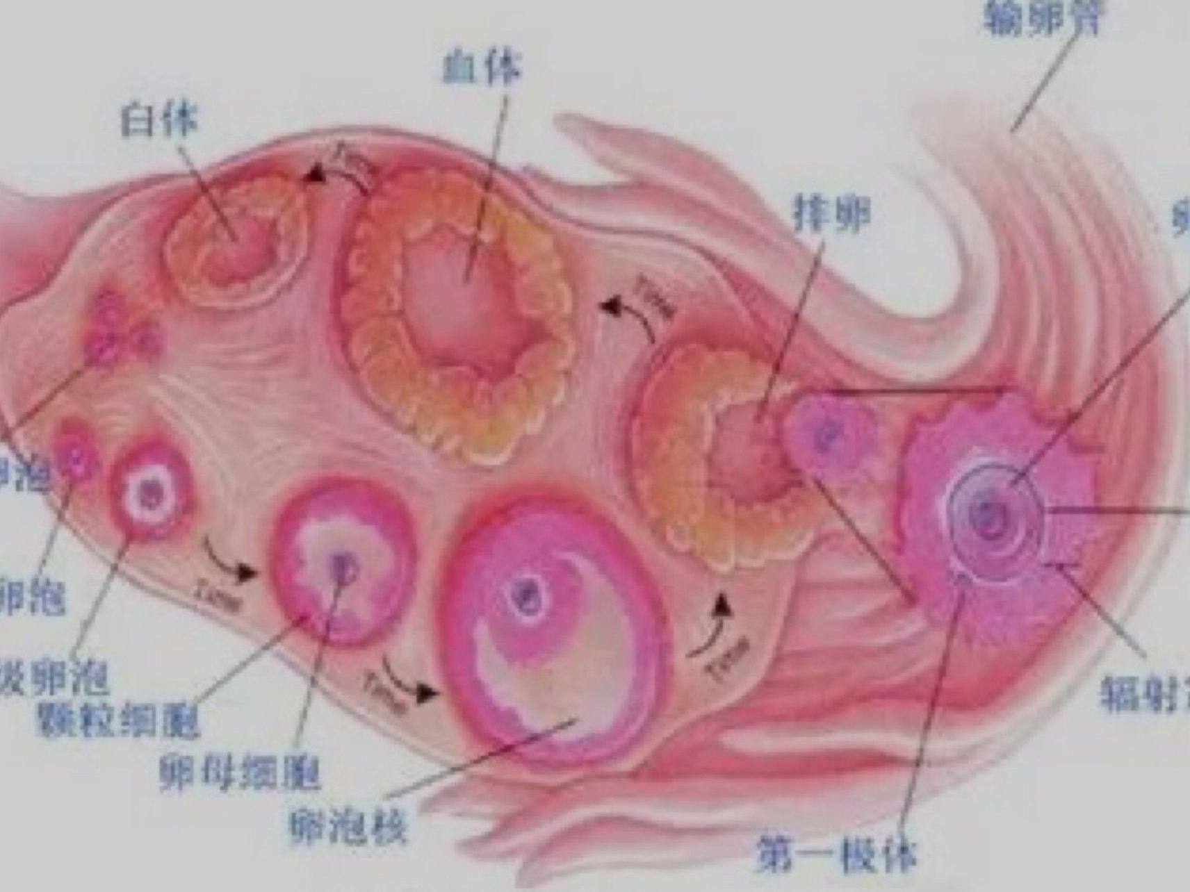 确定已经万事俱备?想要女儿孕前准备,卵泡为什么发育不好