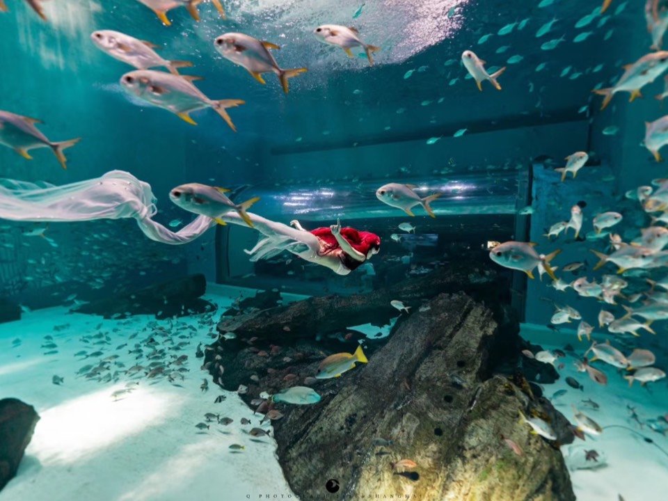 上海周末好去处|「在海昌海洋馆玩自由潜水」