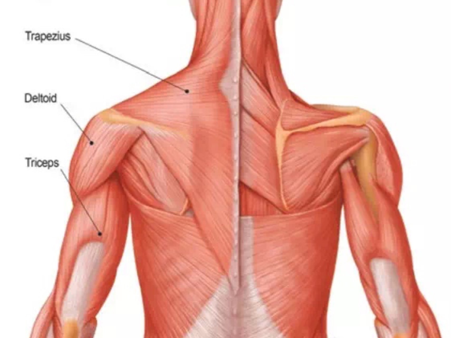 肩关节上的肌肉图片