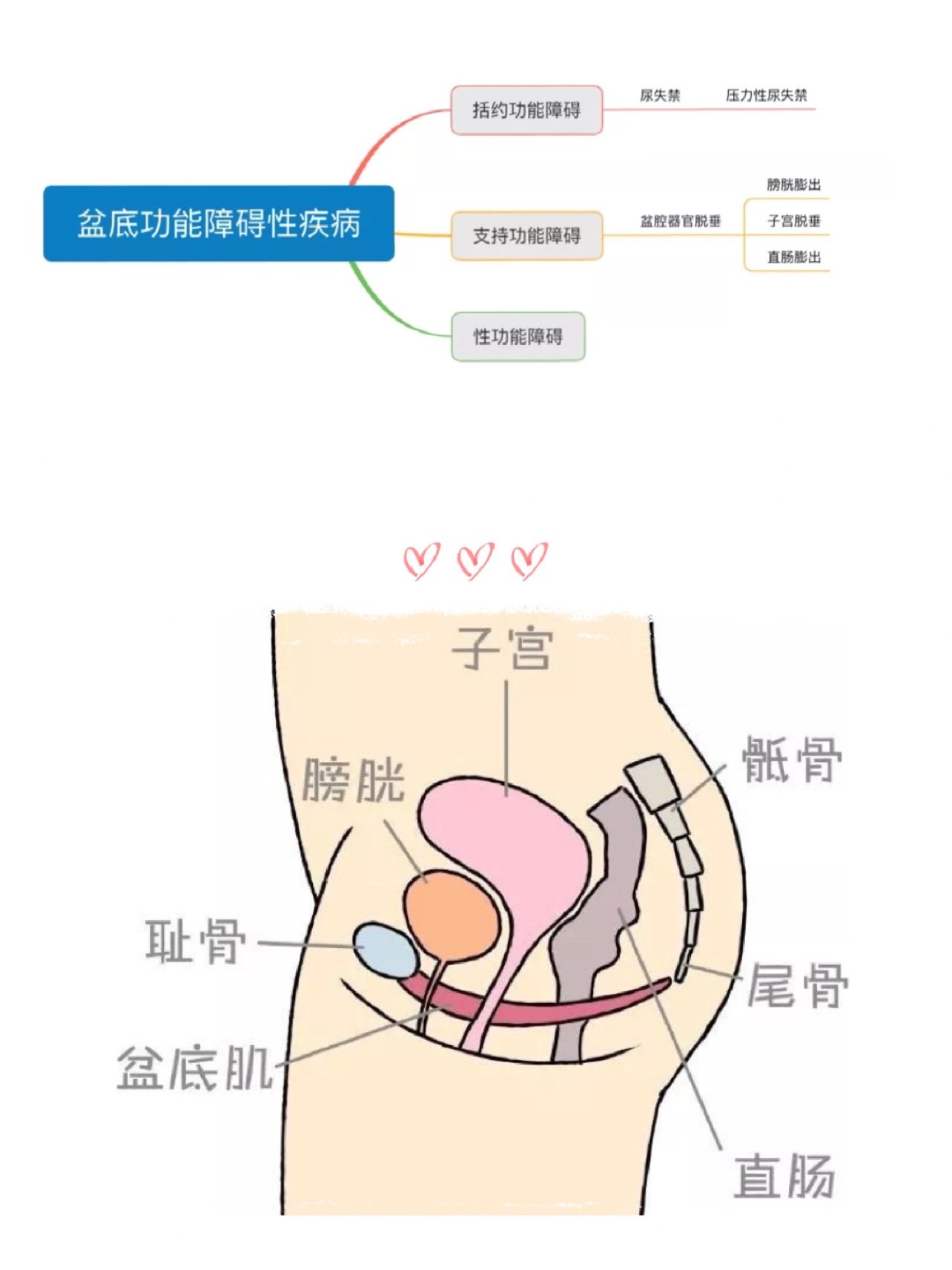 盆底肌图片结构图高清图片