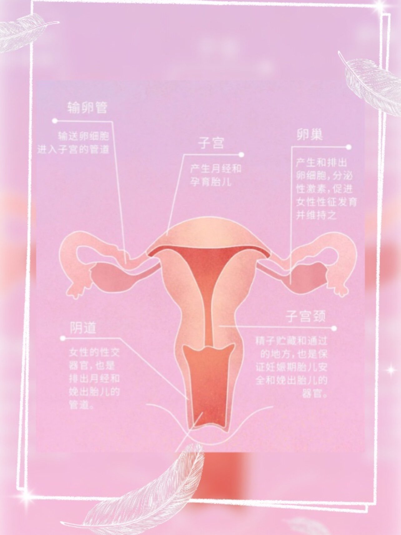 关于盆底肌,你还要了解这些97979702作为女性而言,经_圈子