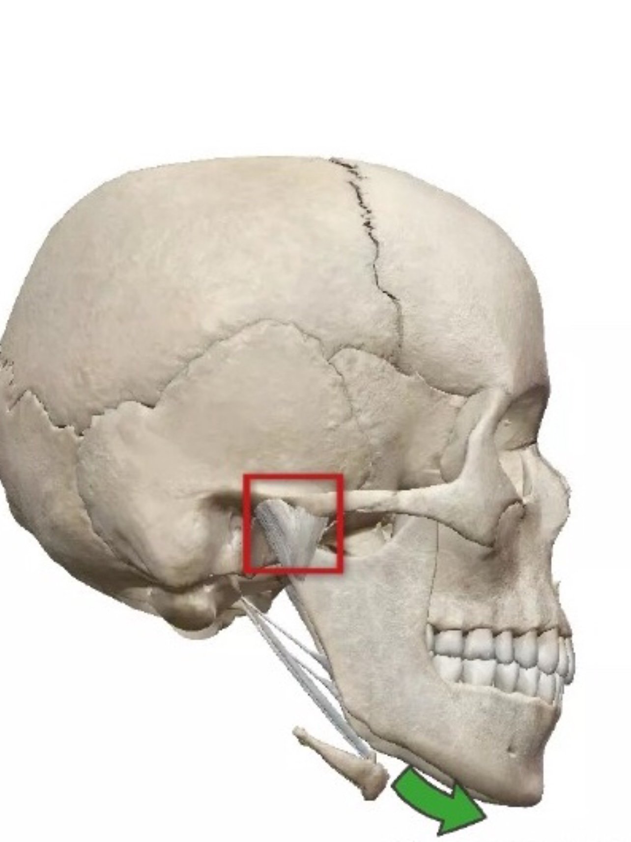 看下图,以颞颌关节(正方形位置)为圆心,整个下颌骨逆时针旋转