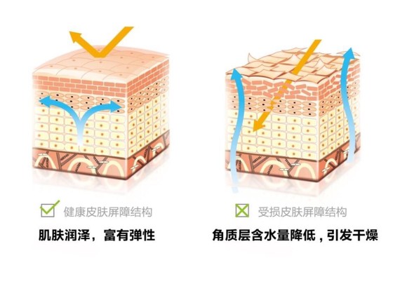 #皮肤屏障#什么是表皮屏障？表皮细胞在分化的各阶段_圈子-新氧美容整形