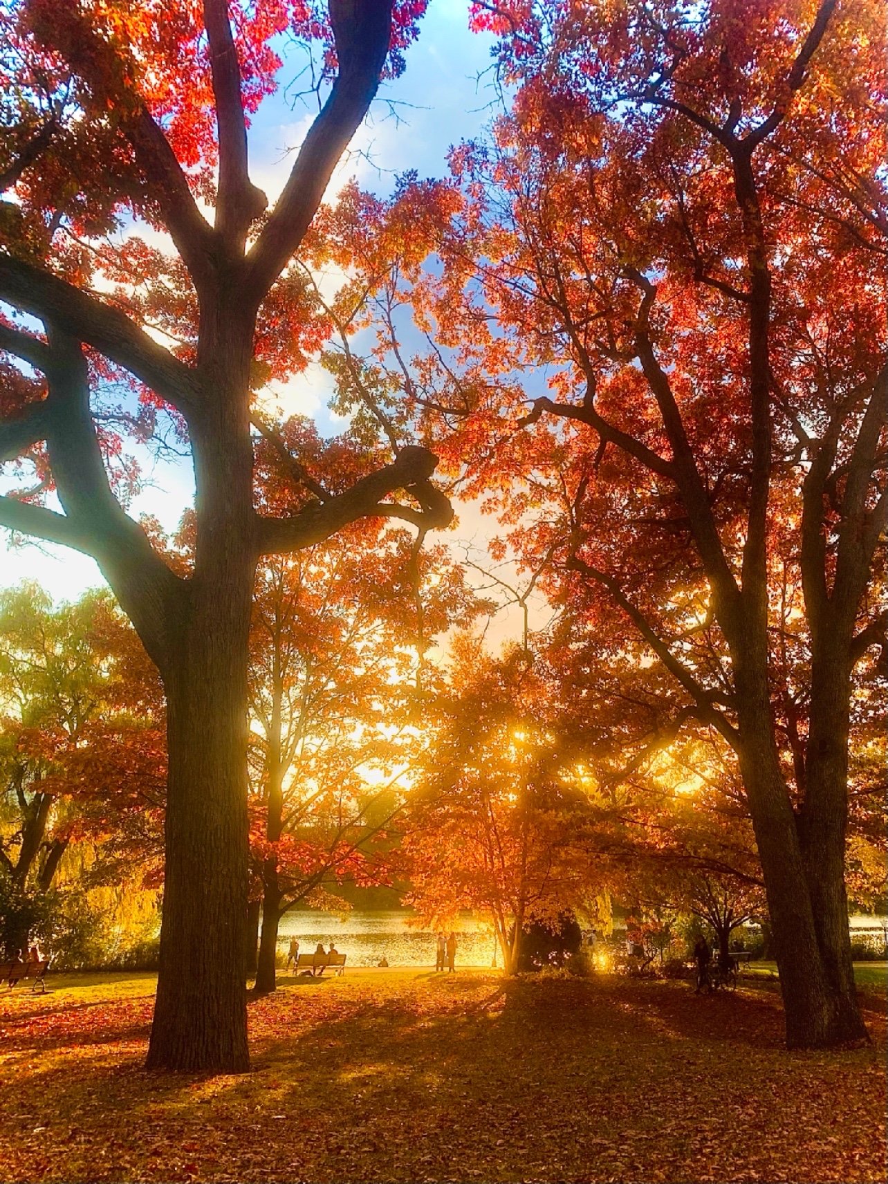 金秋的阳光普照大地,北方的秋风吹起漫天枫叶