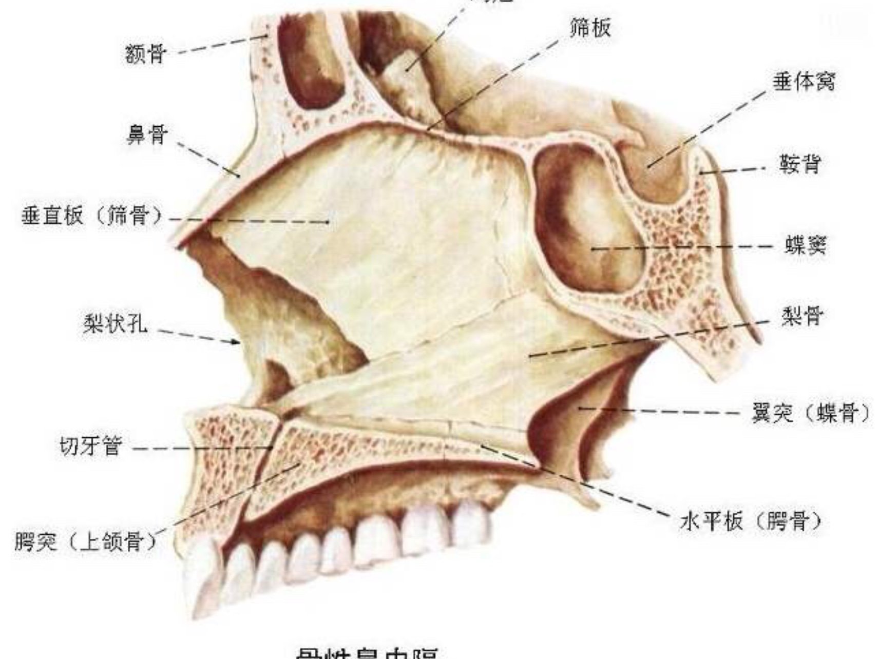 隆鼻后发生鼻中隔偏曲怎么办6315可以做肋骨鼻修复99那_圈子