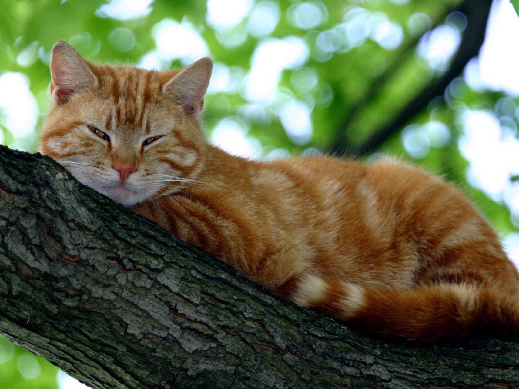 老猫在树上打盹