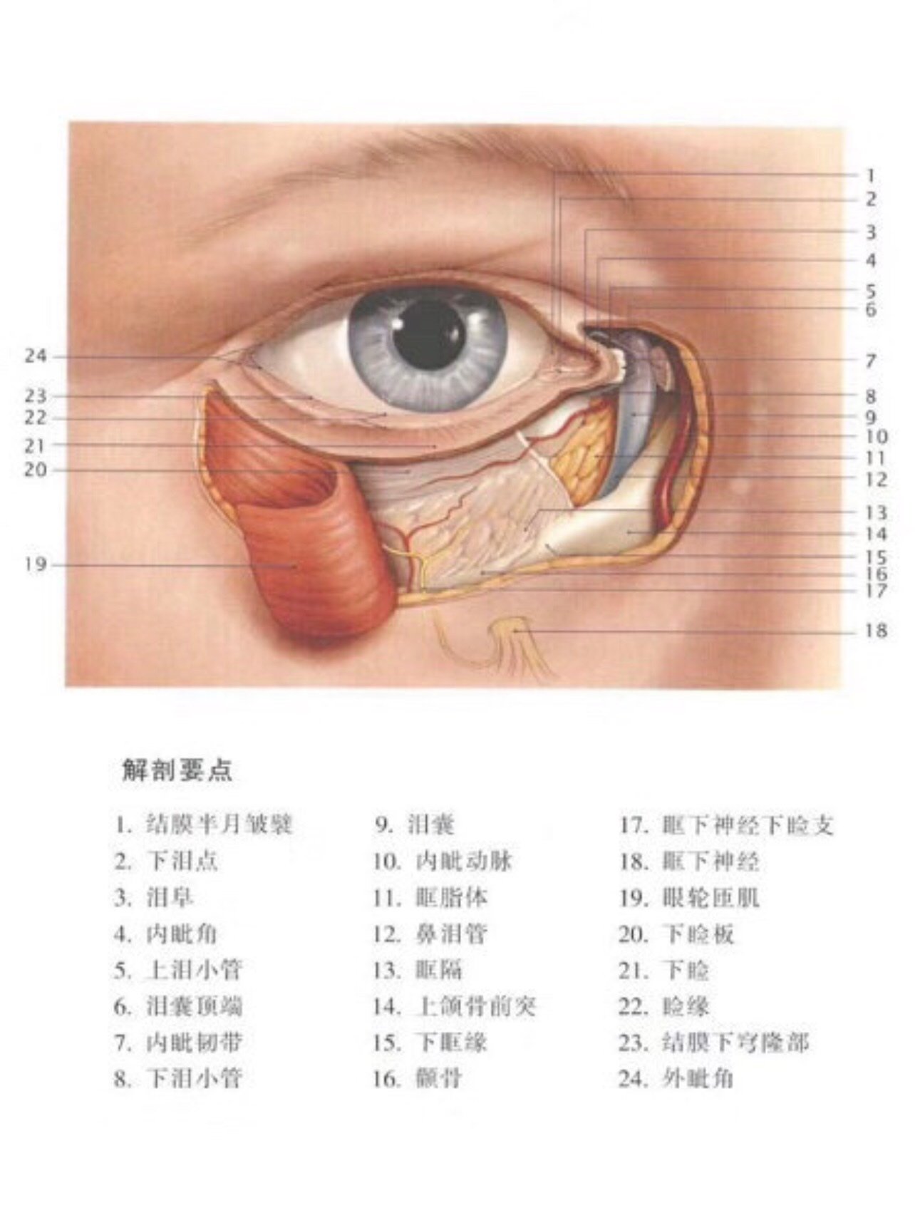 眼肌解剖图片