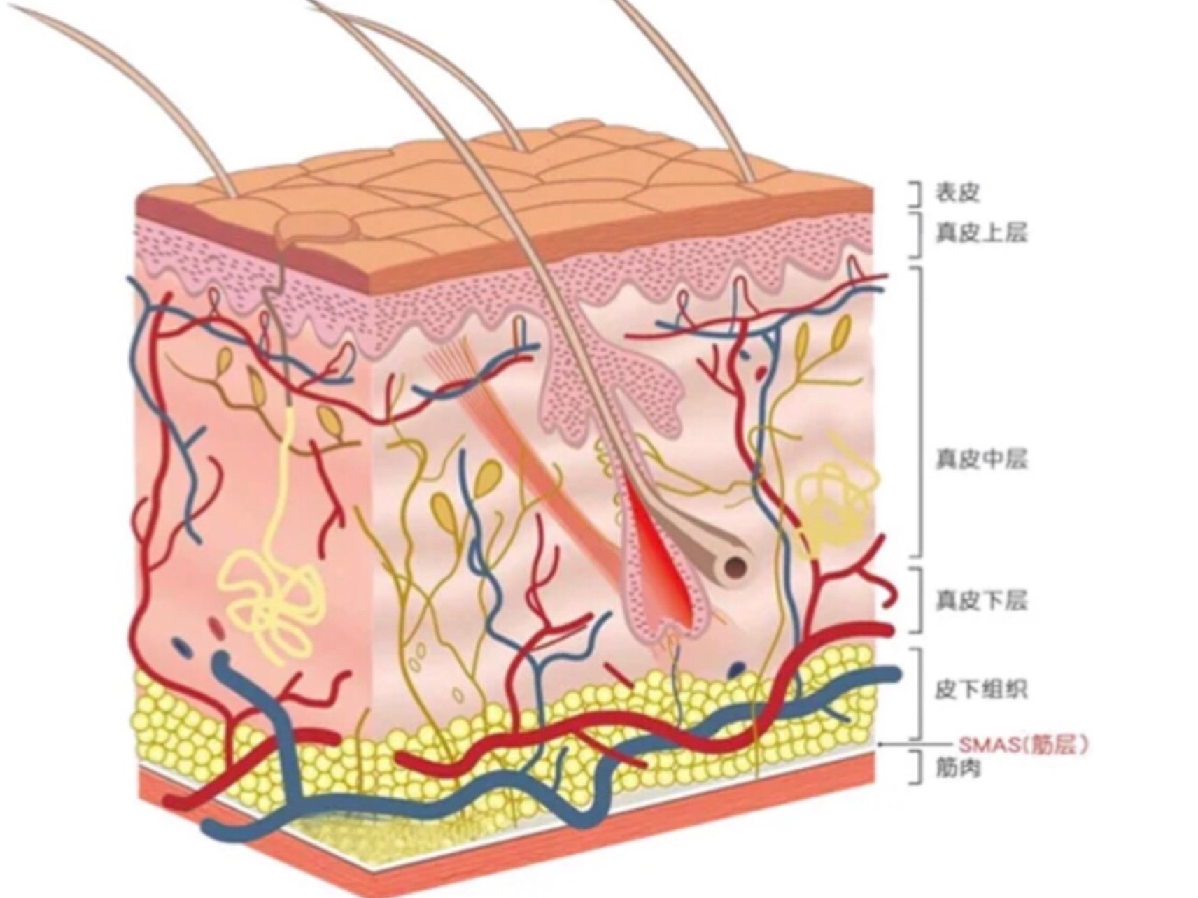 热拉提plus可以作用多深?