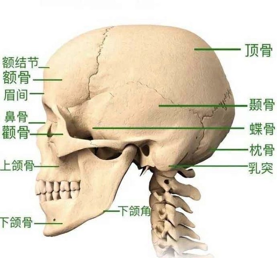 面部骨骼名称图片