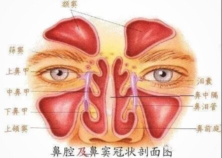 与发炎层的鼻腔粘膜不在同一层次,因此只是轻微鼻炎的患者,做隆鼻术